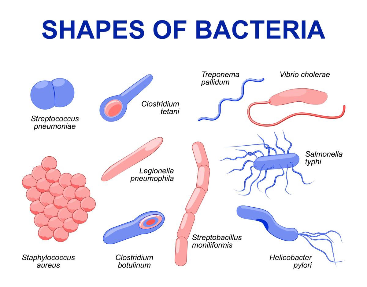 http://medmalay.com/wp-content/uploads/2020/11/1200-94798069-shapes-of-bacteria.jpg