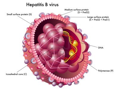 Hepatitis B: sebab, gejala dan rawatan